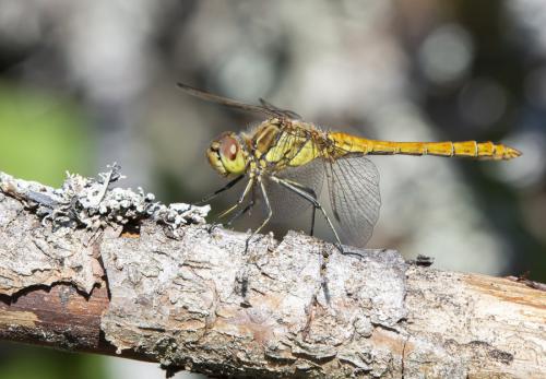 Réf. 288 858 : Sympetrum vulgatum